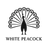 Black silhouette of a peacock with 'White Peacock' text on a white background